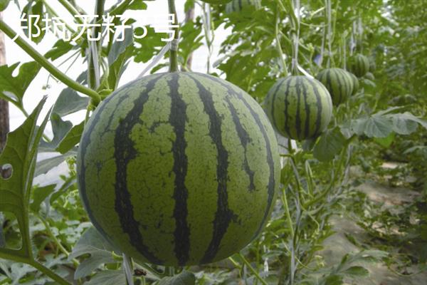 哪些西瓜品种耐重茬，西农8号、丰收567等品种可以重茬栽种
