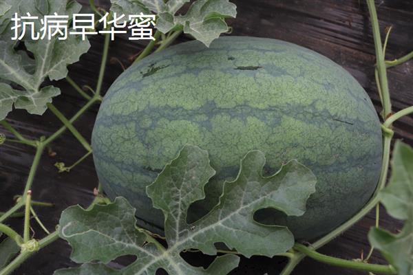 哪些西瓜品种耐重茬，西农8号、丰收567等品种可以重茬栽种