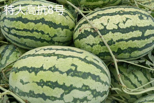 哪些西瓜品种耐重茬，西农8号、丰收567等品种可以重茬栽种