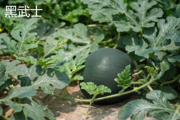 哪些西瓜品种耐重茬，西农8号、丰收567等品种可以重茬栽种