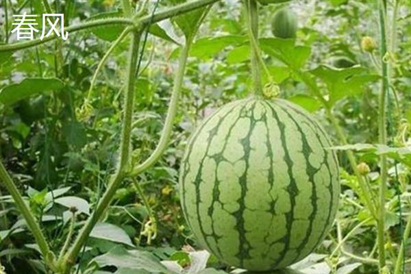 哪些西瓜品种耐重茬，西农8号、丰收567等品种可以重茬栽种