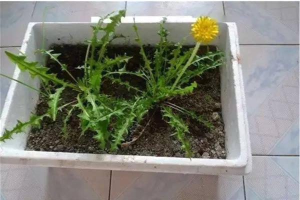 养殖多裂蒲公英的方法，按照见干见湿的原则浇水