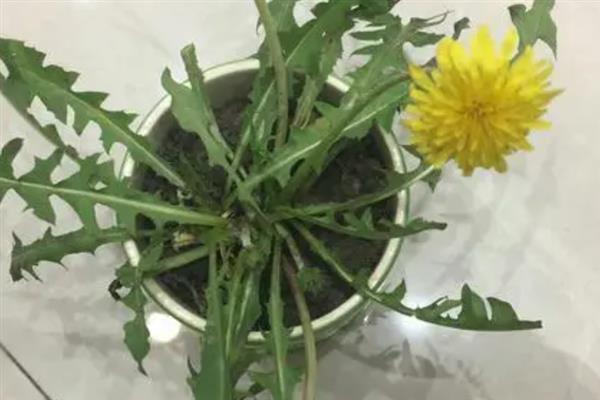 养殖多裂蒲公英的方法，按照见干见湿的原则浇水