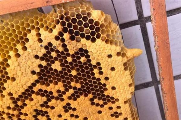 蜂王网购回来后如何介王，关入介王器中并喷洒蜂蜜水、待蜂群接受蜂王后再释放