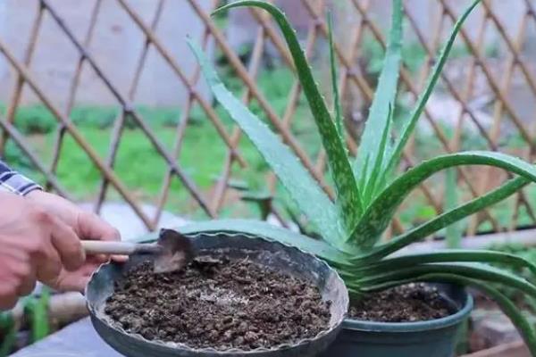 芦荟太高了如何截断，可以用剪刀将其截断