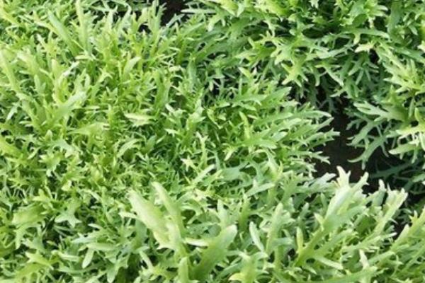 苦苣菜的种植方法，在春、秋季节均可种植