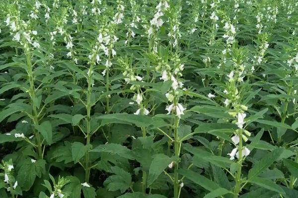 芝麻怎么施肥才能高产，花期喷施磷酸二氢钾可增产19%