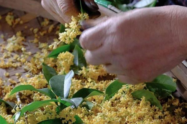 桂花的采摘时间，9-10月份为花期、开花中期适合采收