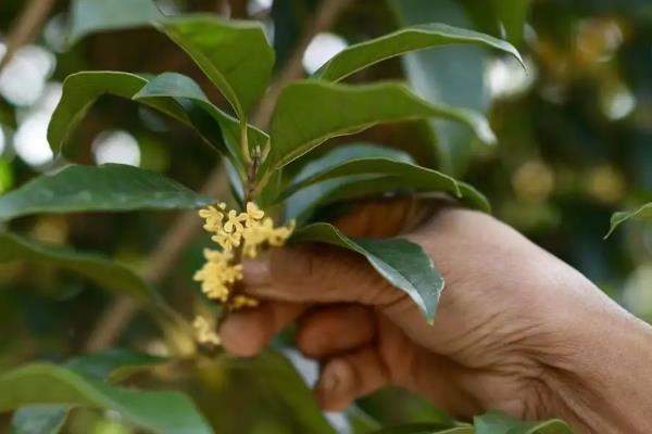 桂花的采摘时间，9-10月份为花期、开花中期适合采收