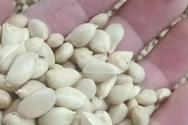 核桃怎么种会发芽，播种前需去掉核桃种子的外壳