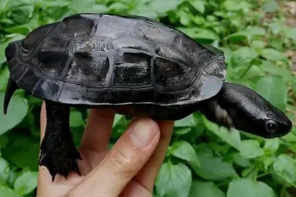 中华草龟怎么冬眠，有的在水中冬眠有的在土中冬眠