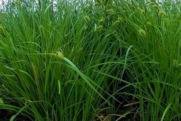 乌拉草简介，为莎草科薹草属多年生草本植物