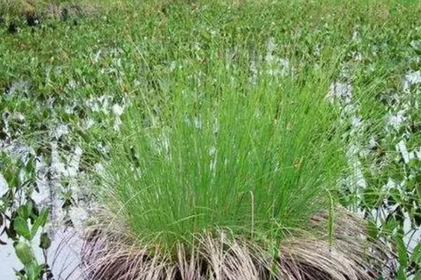 乌拉草简介，为莎草科薹草属多年生草本植物