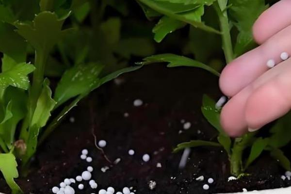 姬小菊的养殖方法，最好是摆放在有光的环境中养护