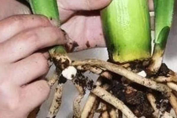 蟹爪兰的种植方式，种植之前要提前配制适宜的基质