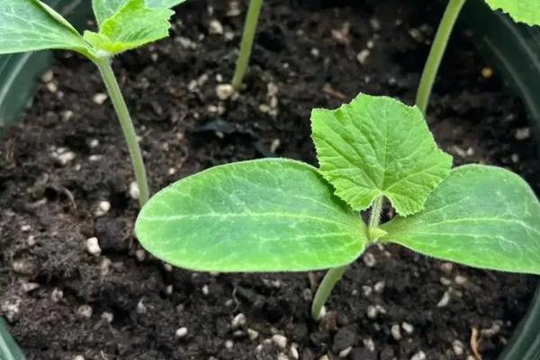 阳台种植南瓜需要用多深的土，一般需要在15-20厘米左右