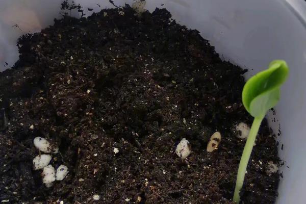 阳台种植南瓜需要用多深的土，一般需要在15-20厘米左右
