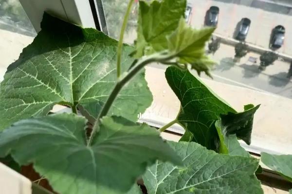 阳台种植南瓜需要用多深的土，一般需要在15-20厘米左右