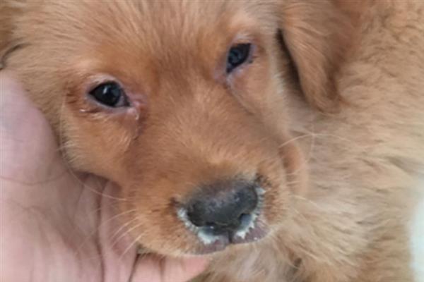 狗瘟的症状，初期会产生咳嗽、脓性的鼻涕和眼屎等