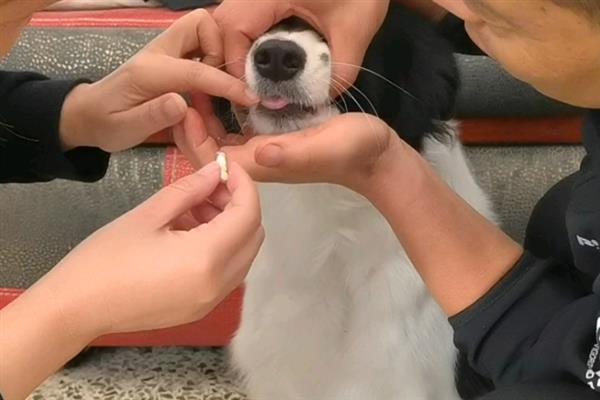 狗瘟的症状，初期会产生咳嗽、脓性的鼻涕和眼屎等