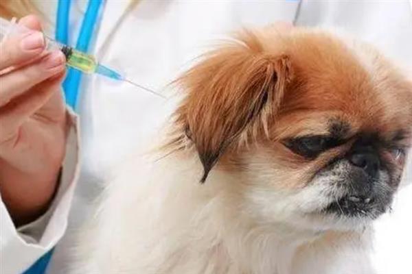 狗瘟的症状，初期会产生咳嗽、脓性的鼻涕和眼屎等