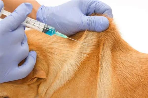 狗瘟的症状，初期会产生咳嗽、脓性的鼻涕和眼屎等