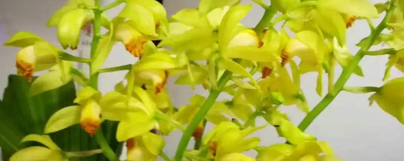 黄花鹤顶兰怎么养殖，生长盛期每隔2-3周追施一次肥液
