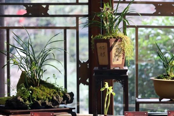 夏天兰花叶子发黄干枯的原因，可能是通风不良或积水闷根所致