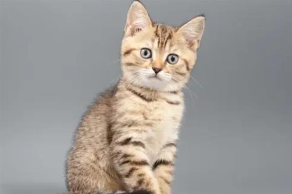 猫的特点，其前肢有5指后肢有4指