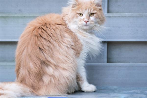 猫的特点，其前肢有5指后肢有4指