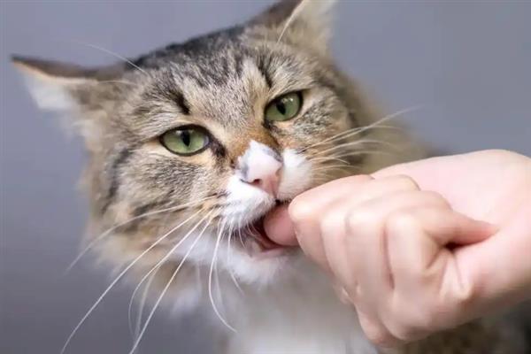 猫的特点，其前肢有5指后肢有4指