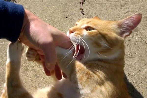 猫的特点，其前肢有5指后肢有4指