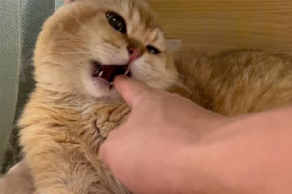 猫的特点，其前肢有5指后肢有4指