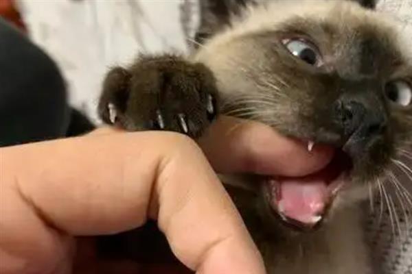 猫的特点，其前肢有5指后肢有4指