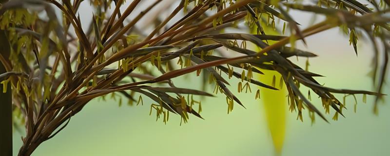竹子开花的原因，在缺少营养的情况下会开花