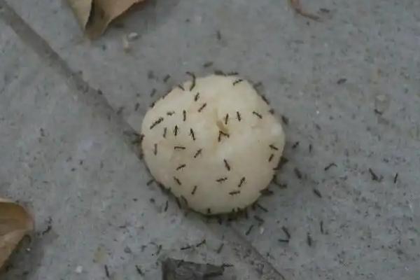 家具白蚁怎么防治，可以采用硼酸诱食法