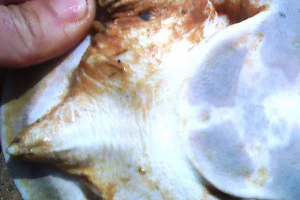 甲鱼腐皮病的发生原因，由产气单胞菌和无色杆菌等病菌引发