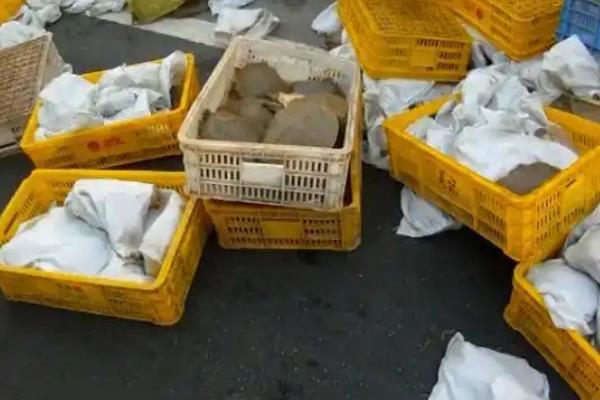 甲鱼腐皮病的发生原因，由产气单胞菌和无色杆菌等病菌引发