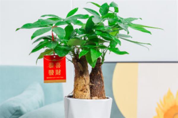 发财树何时发新芽，一年四季都可以发芽