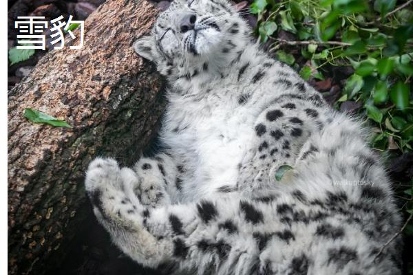 豹是不是猫科动物，属于猫科动物体型近似老虎