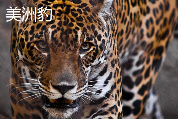 豹是不是猫科动物，属于猫科动物体型近似老虎