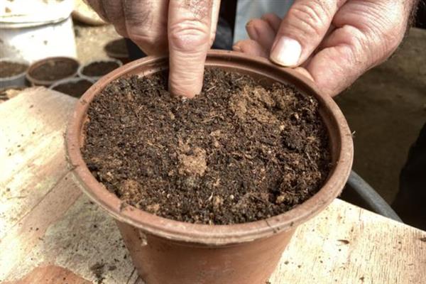 蓝莓的露天种植方法，盆栽养护一定要使用腐殖土