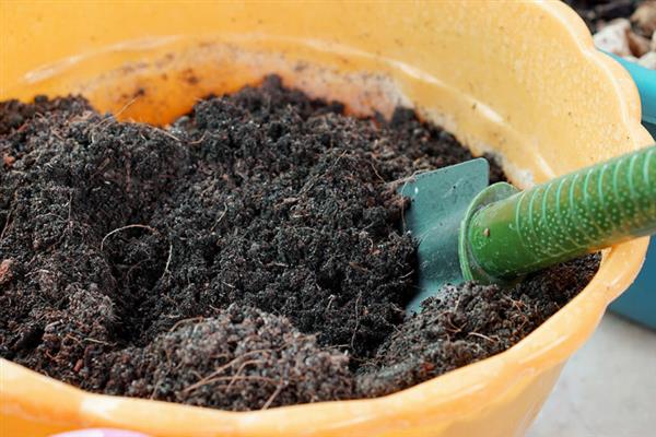 蓝莓的露天种植方法，盆栽养护一定要使用腐殖土