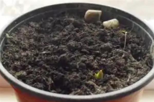 蓝莓的露天种植方法，盆栽养护一定要使用腐殖土