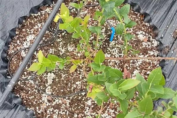 蓝莓的露天种植方法，盆栽养护一定要使用腐殖土