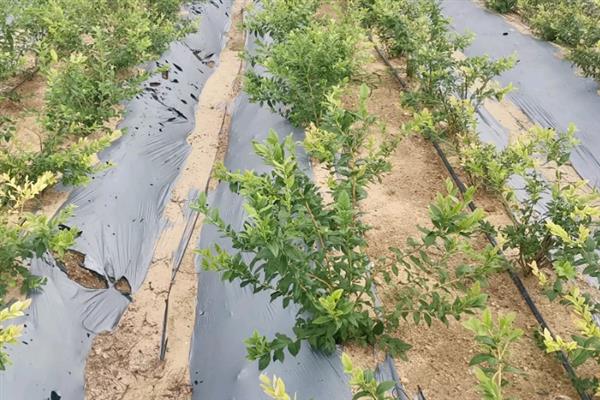 蓝莓的露天种植方法，盆栽养护一定要使用腐殖土