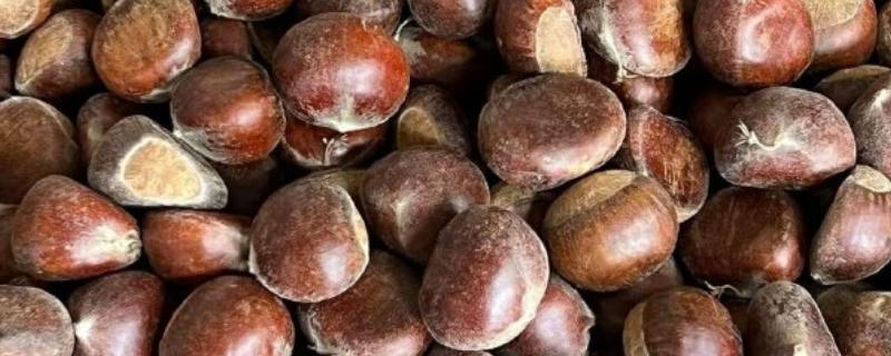 新鲜板栗怎么快速去壳，可煮熟或用开水烫