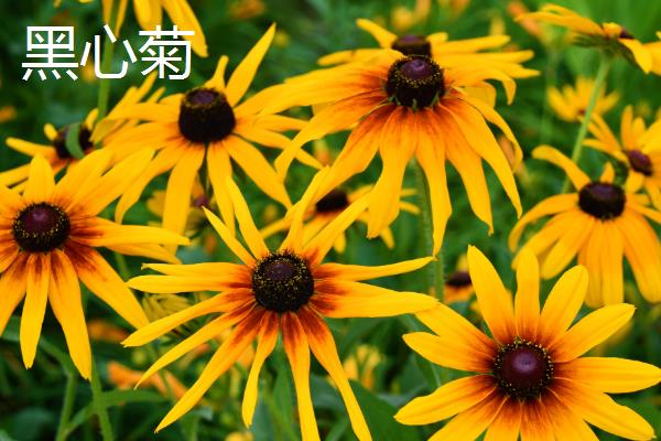 怎么养金光菊，喜欢生长在温暖环境中