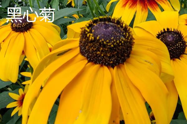 怎么养金光菊，喜欢生长在温暖环境中