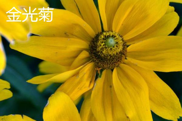 怎么养金光菊，喜欢生长在温暖环境中
